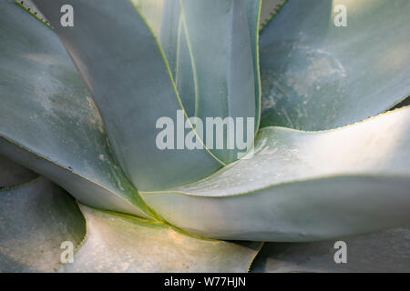 Cactus closeup in Nong Nooch Tropical Garden. Pattaya, Thailand. Stockfoto