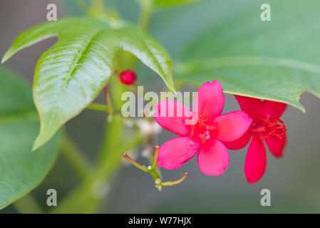 Nahaufnahme von Jatropha Blume in natürlichem Licht Stockfoto