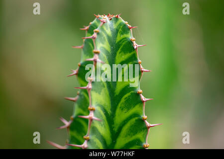 Cactus closeup in Nong Nooch Tropical Garden. Pattaya, Thailand. Stockfoto