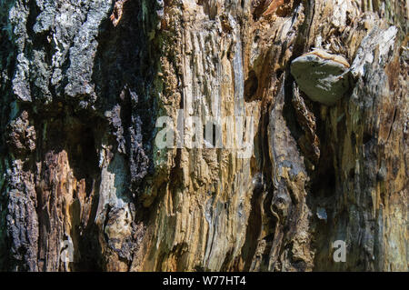 Textur des alten verrotteten Baumstumpf Treibholz closeup im Wald Stockfoto
