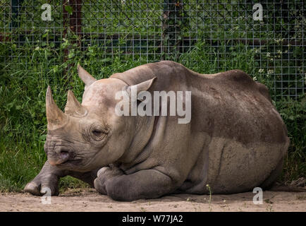 Nashorn Stockfoto