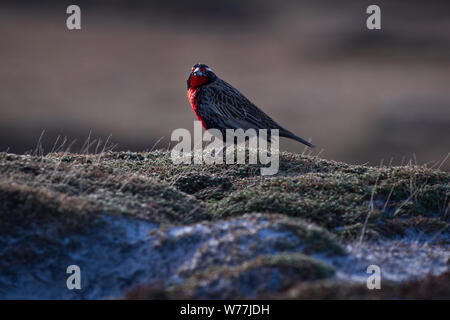 Eine long-tailed Meadowlark auf den Falkland Inseln. Stockfoto