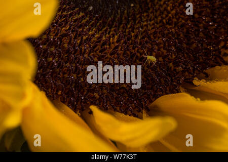 Gelbe Sonnenblume Makro noch mit glatten Blütenblättern auf schwarzem Hintergrund Stockfoto