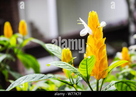 Pachystachys lutea gelbe Strauch in botanischen Garten oder als Lutscher Pflanze mit grünen Blättern und Unschärfe Hintergrund bekannt. Stockfoto