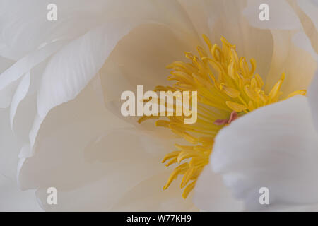 Weiße pfingstrose Blüte in der Blüte mit glatten Blütenblättern und gelben Blütenstempel Makro Natur noch Stockfoto