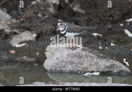 Drei-banded Plover (Charadrius tricollaris) Nahrungssuche in einem Stream. Stockfoto