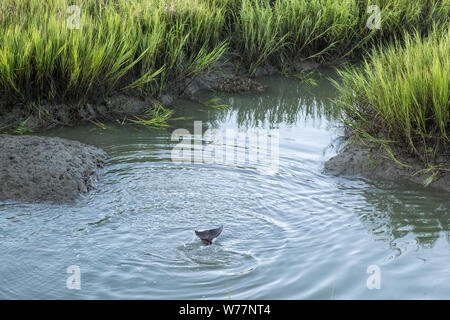 Ein Ästuar- Große Tümmler jagt für Fische in einem flachen Marsh Creek in der Kap Romain Mündung in der Nähe von Isle of Palms, South Carolina. Mündung Delphine sind eine Unterart der größeren Atlantischer Delfine und sind winzig im Vergleich zu den flachen Gewässern und Gezeiten änderungen in den Sumpf Mündung angepasst. Stockfoto