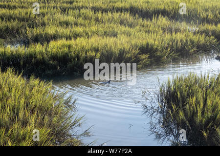 Ein Ästuar- Große Tümmler jagt für Fische in einem flachen Marsh Creek in der Kap Romain Mündung in der Nähe von Isle of Palms, South Carolina. Mündung Delphine sind eine Unterart der größeren Atlantischer Delfine und sind winzig im Vergleich zu den flachen Gewässern und Gezeiten änderungen in den Sumpf Mündung angepasst. Stockfoto