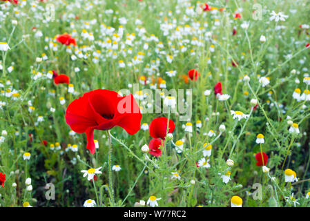 Ein Roter Mohn Blume wächst unter einem Feld von Gänseblümchen Stockfoto