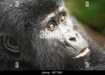 Mountain Gorilla Kind Gesicht Stockfoto