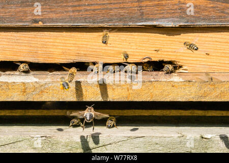 Bienen am Eingang zu ihrem Bienenstock. Stockfoto