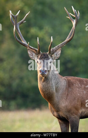 Close-up Red deer Hirsch Kopf mit Geweih im Herbst auf der grünen Wiese Stockfoto