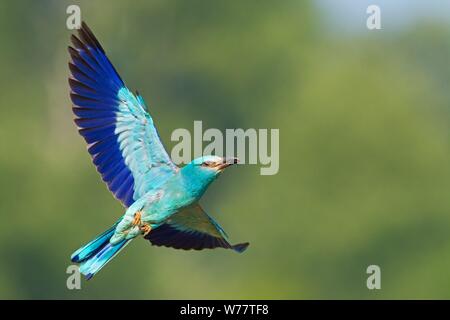 Europäische Rolle im Himmel mit grünem Hintergrund und Platz für Text zu fliegen. Stockfoto