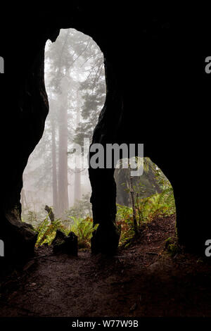 CA 03536-00 ... Kalifornien - Redwood Bäume in Lady Bird Johnson Grove, Redwoods National Park. Stockfoto