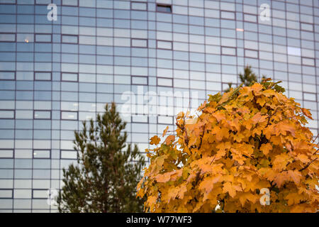 Bäume im Herbst auf dem Hintergrund der modernen, urbanen Landschaft. Stockfoto