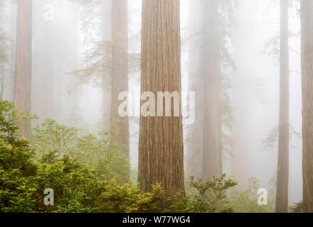 CA 03439-00 ... Kalifornien - Redwood Bäume und Nebel entlang der Verdammnis Creek Trail in Del Norte Coast State Park, Redwood National Park. Stockfoto