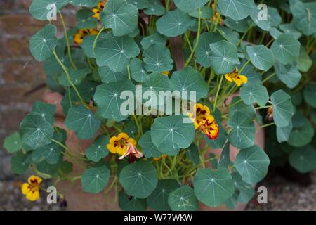 Bunte kapuzinerkresse Blumen in gelb und dunkel orange Stockfoto