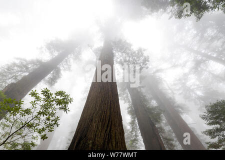 CA 03442-00 ... Kalifornien - Redwood Bäume und Nebel entlang der Verdammnis Creek Trail in Del Norte Coast State Park, Redwood National Park. Stockfoto