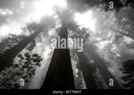 CA 03443-00 ... Kalifornien - Redwood Bäume und Nebel entlang der Verdammnis Creek Trail in Del Norte Coast State Park, Redwood National Park. Stockfoto