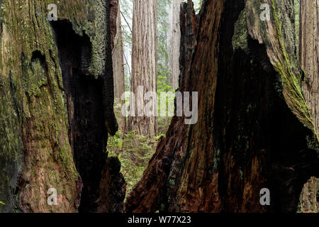 CA 03447-00 ... Kalifornien - Redwood Bäume und Nebel entlang der Verdammnis Creek Trail in Del Norte Coast State Park, Redwood National Park. Stockfoto