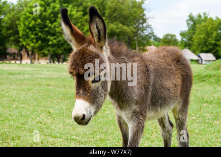 Baby Esel stehend auf dem Feld. Stockfoto