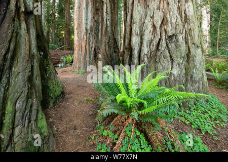 CA 03451-00 ... Kalifornien - River Trail in Jediah Smith Redwoods State Park. Stockfoto