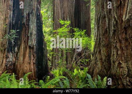 CA 03466-00 ... Kalifornien - Redwood Bäume im Prairie Creek Redwoods State Park. Stockfoto