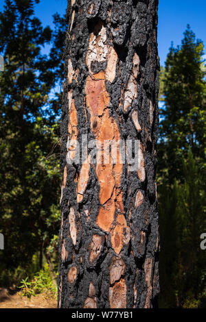 Verkohlte Rinde am Stamm einer Pinie, Pinus canariensis, Teneriffa, Kanarische Inseln, Spanien Stockfoto