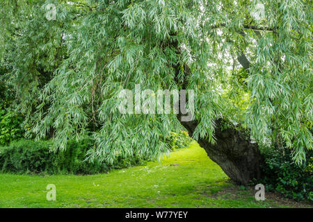 Ein Weeping Willow Tree (Olea europaea) in einer britischen öffentlichen Park Stockfoto