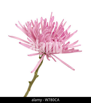 Pink spider Mom (Aster) Blüte auf weißem Hintergrund Stockfoto