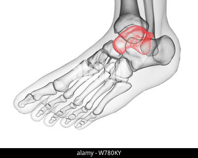 3D-gerenderte medizinisch genauen Abbildung des talus Knochen Stockfoto
