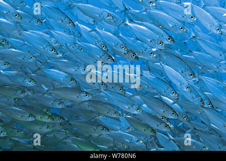 Makrele Stöcker, Zigarre Fisch (Decapterus macarellus), Schulbesuch, Curacao Stockfoto