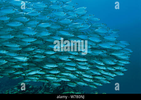 Makrele Stöcker, Zigarre Fisch (Decapterus macarellus), Schulbesuch, Curacao Stockfoto