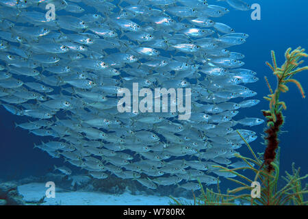 Makrele Stöcker, Zigarre Fisch (Decapterus macarellus), Schulbesuch, Curacao Stockfoto