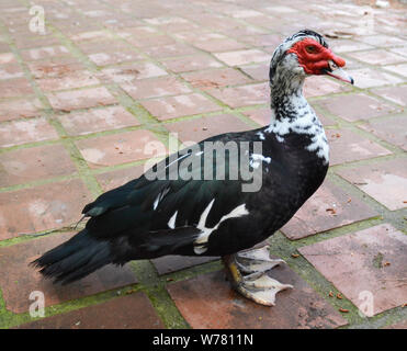 Männliche Muscovy Duck auf einem Spaziergang im Sommer Stockfoto