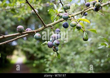 Schlehe (Prunus spinosa) mit Schlehe, East Sussex, Großbritannien Stockfoto