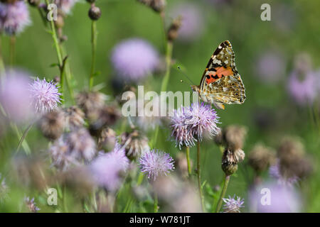 Distelfalter, Distel-Falter, Blütenbesuch in Acker-Kratzdistel, Distel,, Vanessa cardui, Pyrameis cardui, Cynthia cardui, Painted Lady, Weltoffen Stockfoto