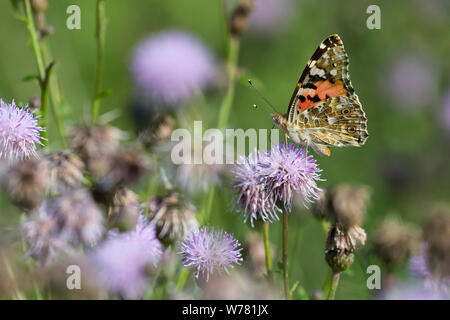 Distelfalter, Distel-Falter, Blütenbesuch in Acker-Kratzdistel, Distel,, Vanessa cardui, Pyrameis cardui, Cynthia cardui, Painted Lady, Weltoffen Stockfoto