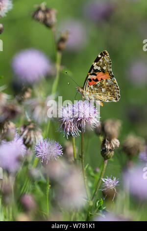 Distelfalter, Distel-Falter, Blütenbesuch in Acker-Kratzdistel, Distel,, Vanessa cardui, Pyrameis cardui, Cynthia cardui, Painted Lady, Weltoffen Stockfoto