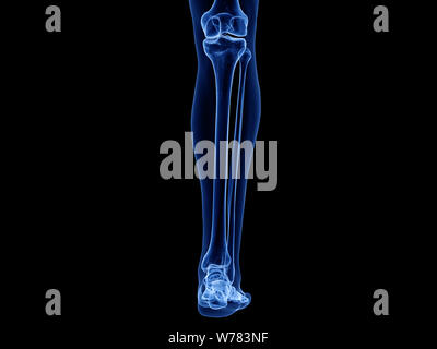 3D-gerenderte Medizinisch genaue Abbildung der unteren Beinknochen Stockfoto
