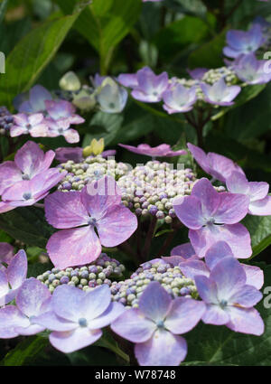 Nahaufnahme von Blooming Blau und Lila Hydrangea Serrata Blütenblätter Stockfoto