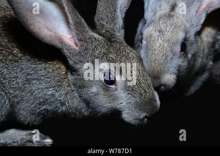 Detail der zwei großen und pelzigen Kaninchen auf einem schwarzen Hintergrund - Close-up Stockfoto