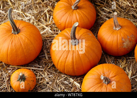 Orange Halloween Kürbisse auf Stapel von Heu oder Stroh Stockfoto