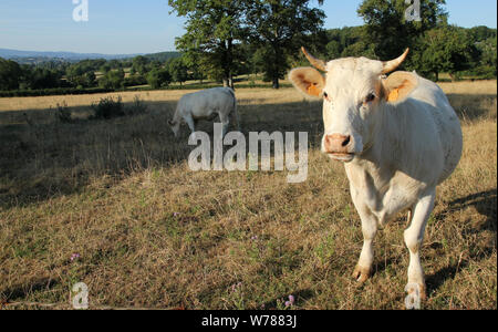 Burgund Frankreich Stockfoto