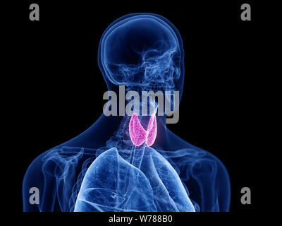 3D-gerenderte Medizinisch genaue Abbildung der Schilddrüse Stockfoto