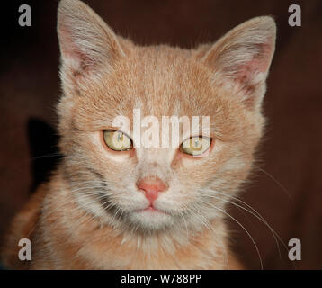 Das Gesicht eines jungen Ginger Tabby Kätzchens in N.E. Italien Stockfoto