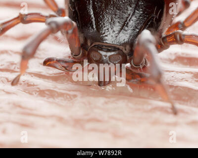 3D-gerenderte Abbildung: die Zecke in die menschliche Haut beißen Stockfoto