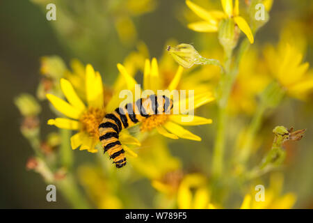 Zinnober (Tyria jacobaeae) Mottenlarven Caterpillar Gelb Orange mit schwarzen Streifen entlang der Länge des Körpers. Auf dem Feld katzenschweif (Senecio integrifolius) Stockfoto