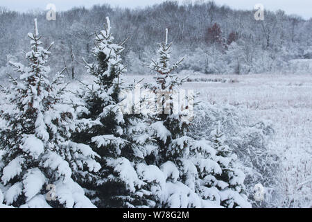 Eine Reihe von Schnee bedeckt Bäume vor der Feuchtgebiete und Laubbäume im Schnee in Wisconsin, USA Stockfoto