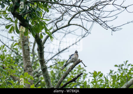 Südamerikanische Vögel an Spielen Stockfoto